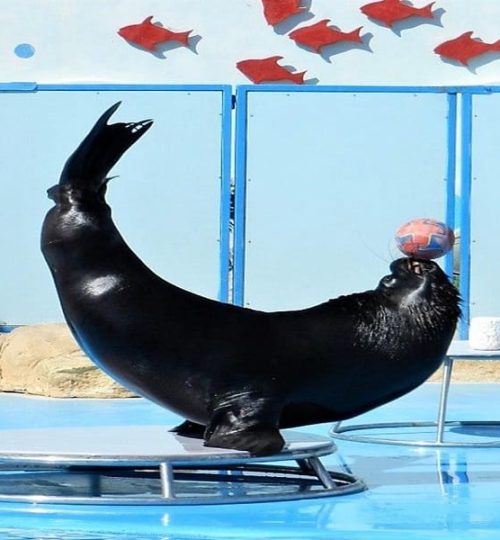 Дельфинарий в Хургаде (4)