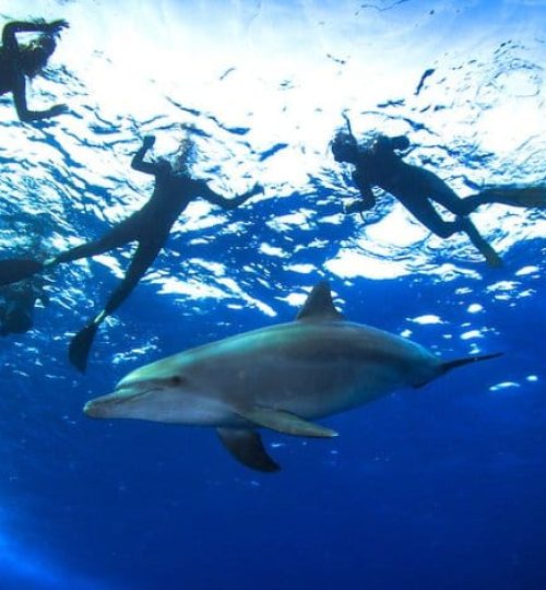 Дом Дельфинов на яхте из Хургады (4)